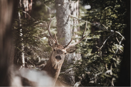Best tips to save money for your next hunting trip