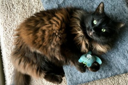 The Health Benefits of Play Why Cat Toys Are Essential for Your Pet's Well-Being