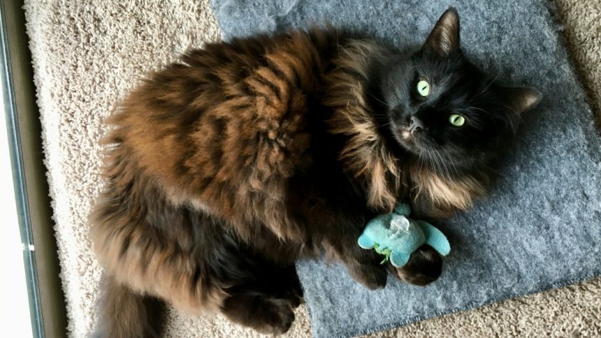 The Health Benefits of Play Why Cat Toys Are Essential for Your Pet's Well-Being