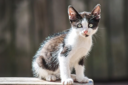 Cat Breeds That Are Perfect in Condos