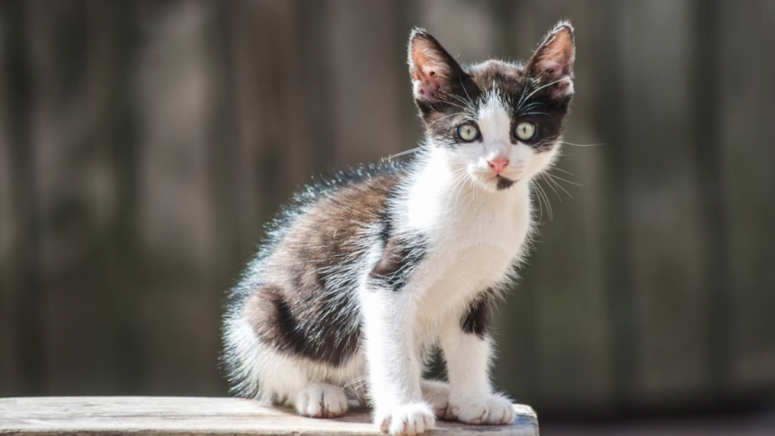 Cat Breeds That Are Perfect in Condos