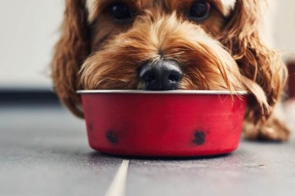 Healthy Pet Nutrition Enhancing Your Pets Life Through Balanced Diets