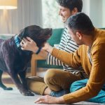 Pros and Cons of Having a Pet in a Condo or Apartment