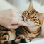 Top Five Most Unique Cat Breeds You Can Find