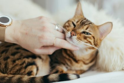 Top Five Most Unique Cat Breeds You Can Find