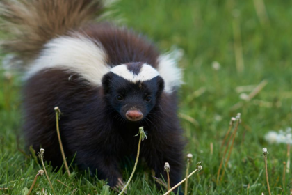 Humanely Trapping Skunks for Relocation Effective Methods and Best Practices