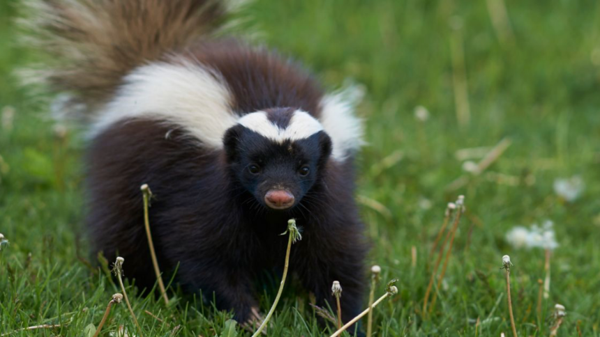 Humanely Trapping Skunks for Relocation Effective Methods and Best Practices