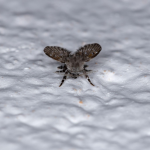 Preventing Drain Fly Infestations by Addressing Household Leaks