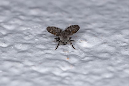 Preventing Drain Fly Infestations by Addressing Household Leaks