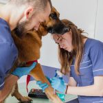 The Role of Therapy Animals in Supporting Amputation Recovery