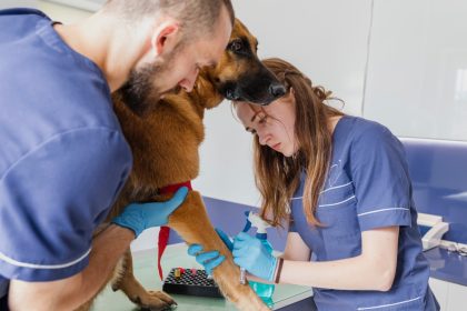 The Role of Therapy Animals in Supporting Amputation Recovery