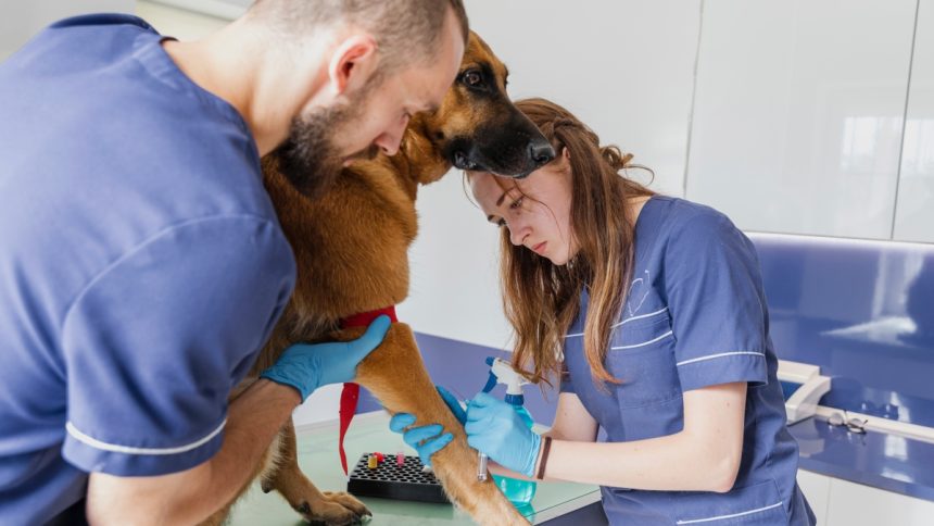 The Role of Therapy Animals in Supporting Amputation Recovery