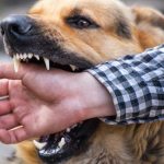 Why You Should Hire a Personal Injury Lawyer for a Dog Bite Case