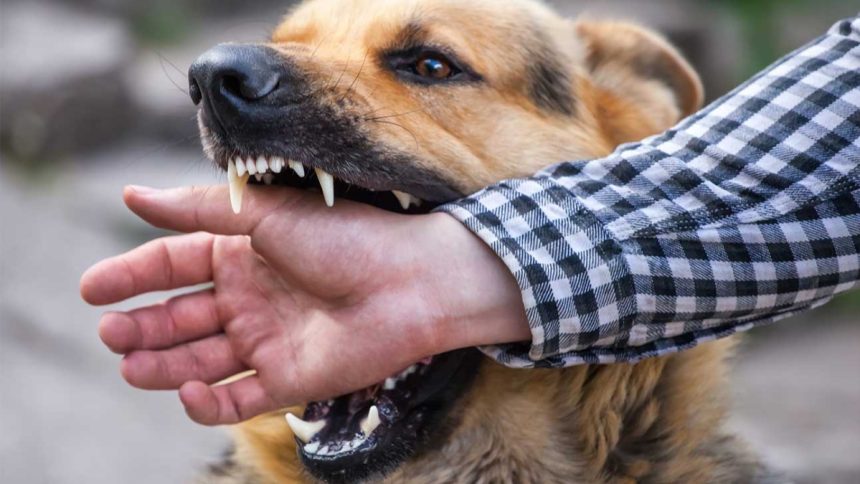 Why You Should Hire a Personal Injury Lawyer for a Dog Bite Case