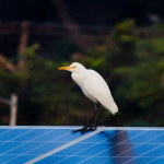 5 Important Reasons to Bird Proof Your Solar Panels