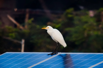 5 Important Reasons to Bird Proof Your Solar Panels