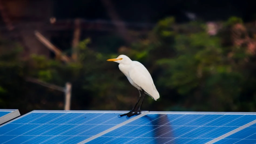 5 Important Reasons to Bird Proof Your Solar Panels