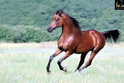 Arabian Horses A Story of Beauty and Connection