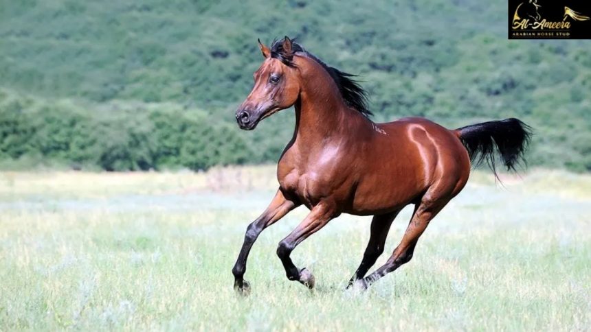 Arabian Horses A Story of Beauty and Connection