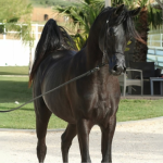 Arabian Horses vs. Other Breeds What Sets Them Apart?