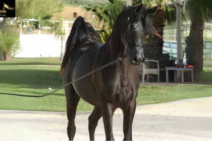 Arabian Horses vs. Other Breeds What Sets Them Apart?