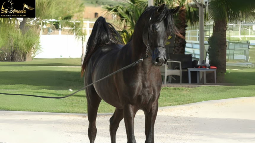 Arabian Horses vs. Other Breeds What Sets Them Apart?