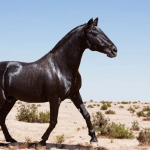 Arabian Horses vs. Other Breeds What Sets Them Apart?