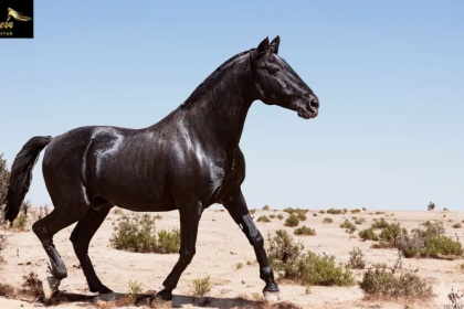 Arabian Horses vs. Other Breeds What Sets Them Apart?