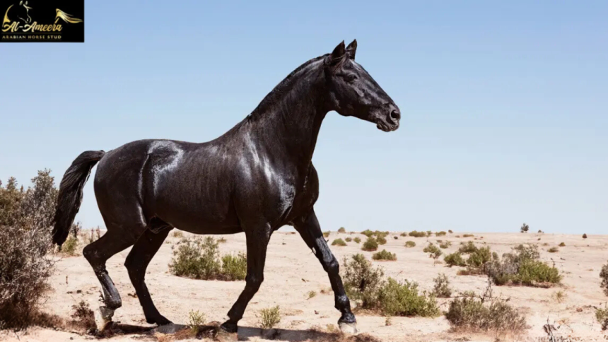 Arabian Horses vs. Other Breeds What Sets Them Apart?