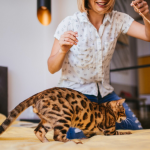 Indoor Condo Games For Your Pet Cat