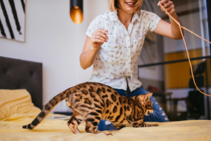 Indoor Condo Games For Your Pet Cat