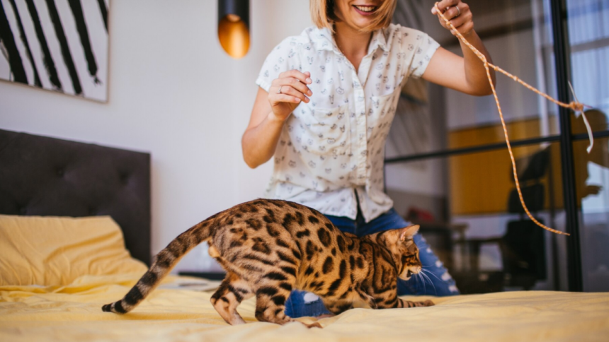 Indoor Condo Games For Your Pet Cat