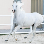 The Magic of Arabian Horses