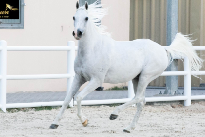 The Magic of Arabian Horses