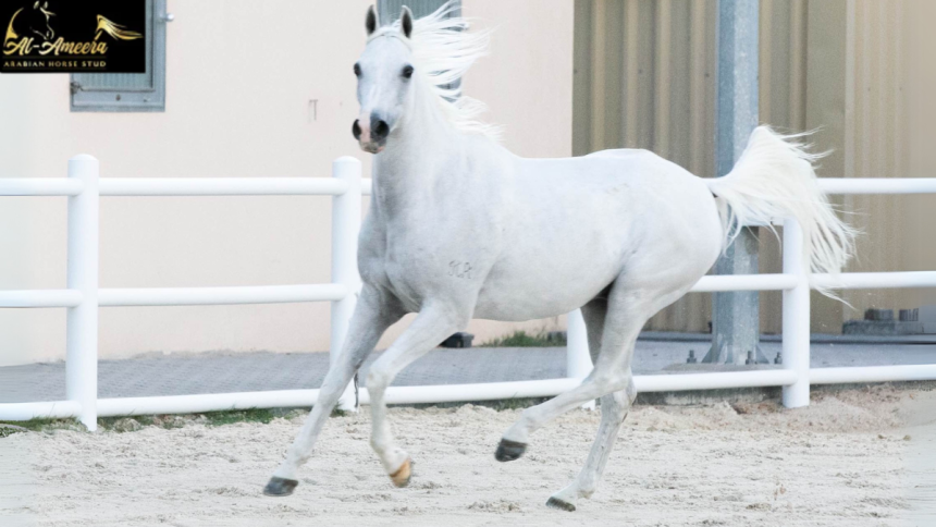 The Magic of Arabian Horses