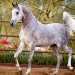 The Versatility of Arabian Horses From Endurance to Show Rings