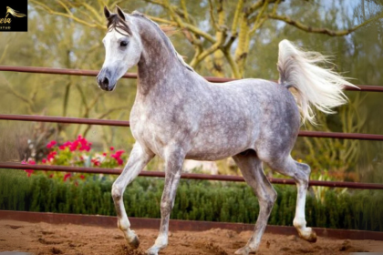 The Versatility of Arabian Horses From Endurance to Show Rings