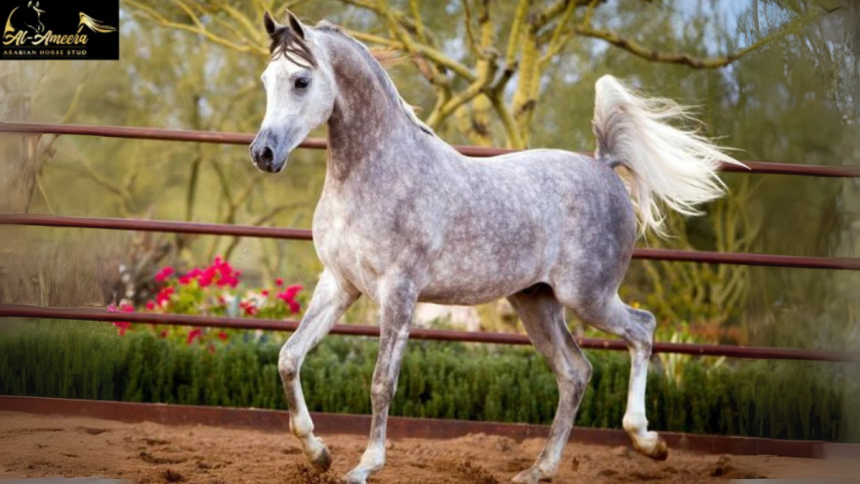 The Versatility of Arabian Horses From Endurance to Show Rings