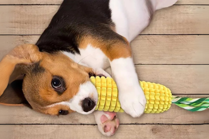 The Essential Guide to Dog Chew Toys for Aggressive Chewers A Supplier’s Perspective