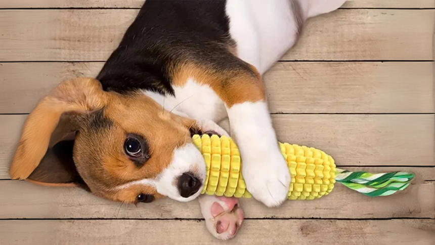 The Essential Guide to Dog Chew Toys for Aggressive Chewers A Supplier’s Perspective