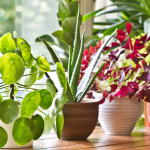 Bring the Outdoors In The Best Indoor Plants for a Fresh, Stylish Home