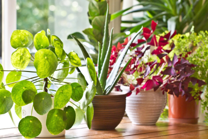 Bring the Outdoors In The Best Indoor Plants for a Fresh, Stylish Home