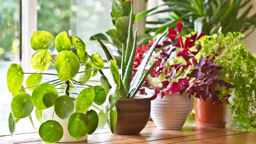 Bring the Outdoors In The Best Indoor Plants for a Fresh, Stylish Home