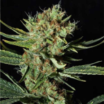 Discover the Best Genetics with Blimburn Seeds