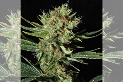 Discover the Best Genetics with Blimburn Seeds