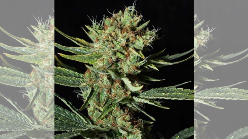 Discover the Best Genetics with Blimburn Seeds