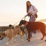 Dog Walking Insurance A Safety Net for You and Your Clients