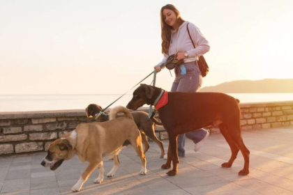 Dog Walking Insurance A Safety Net for You and Your Clients