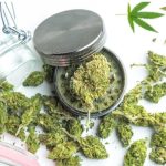 Herb Doctors in Sarasota Your Guide to Accessing Medical Weed in Florida