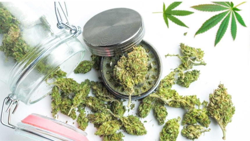 Herb Doctors in Sarasota Your Guide to Accessing Medical Weed in Florida